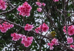 寒緋桜