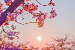 朝日