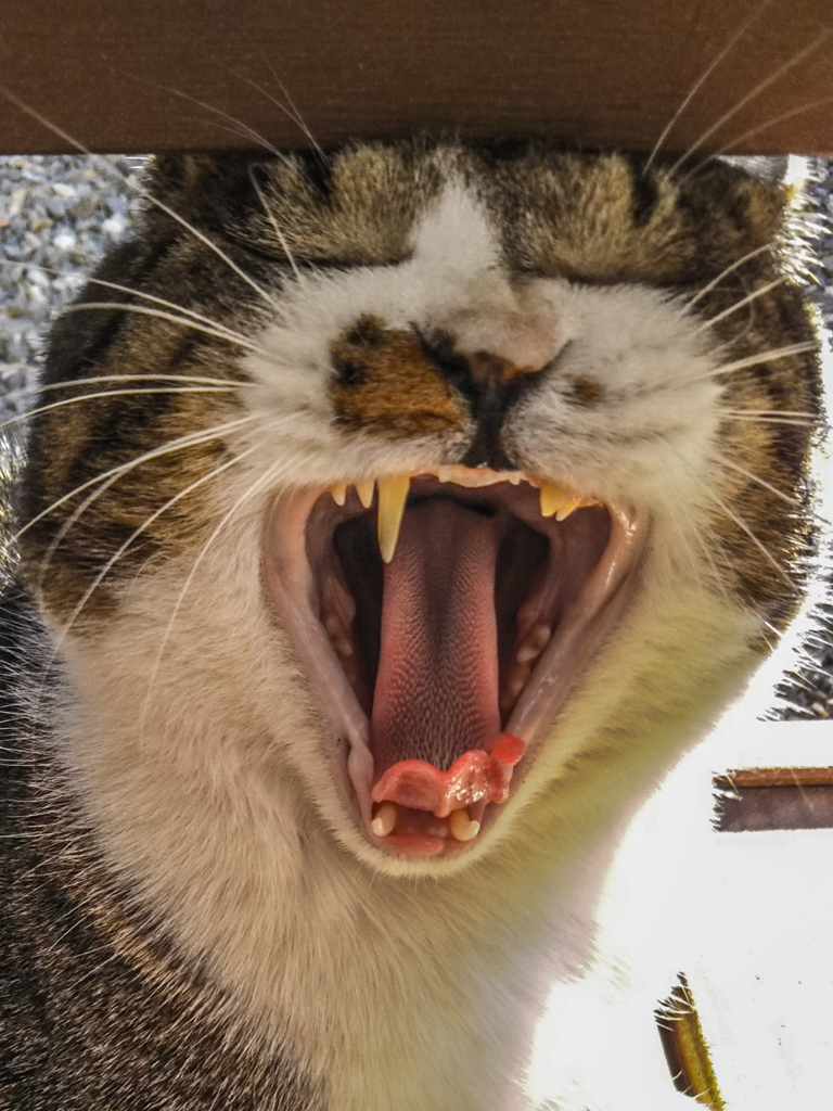 おっさん顔ｗｗｗ