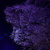 牛代のみずめ桜