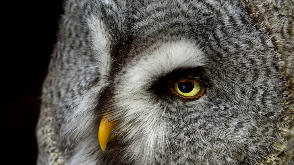 カラフトフクロウ