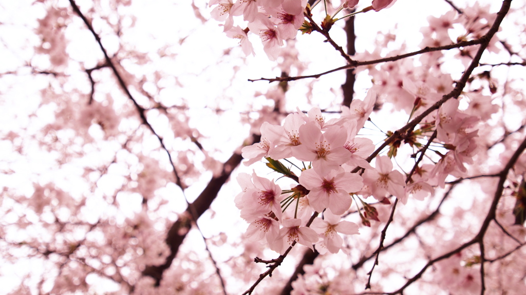 桜