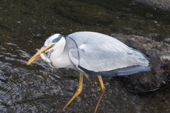 アオサギさんの朝食
