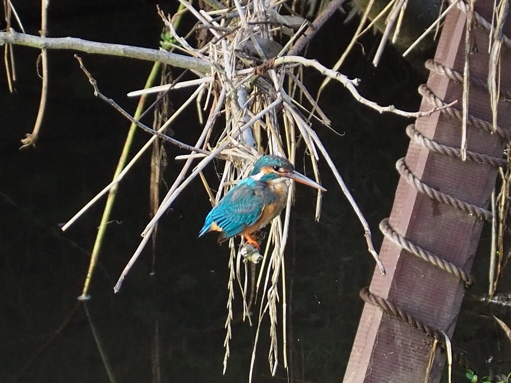 今朝のカワセミ