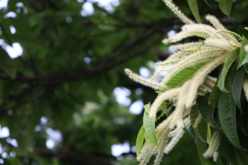 栗の花