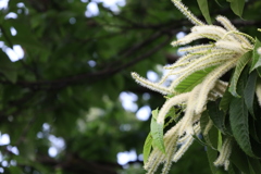 栗の花