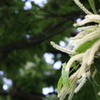 栗の花