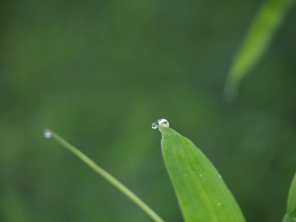 水玉
