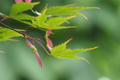 モミジの種