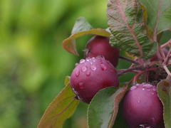雨粒