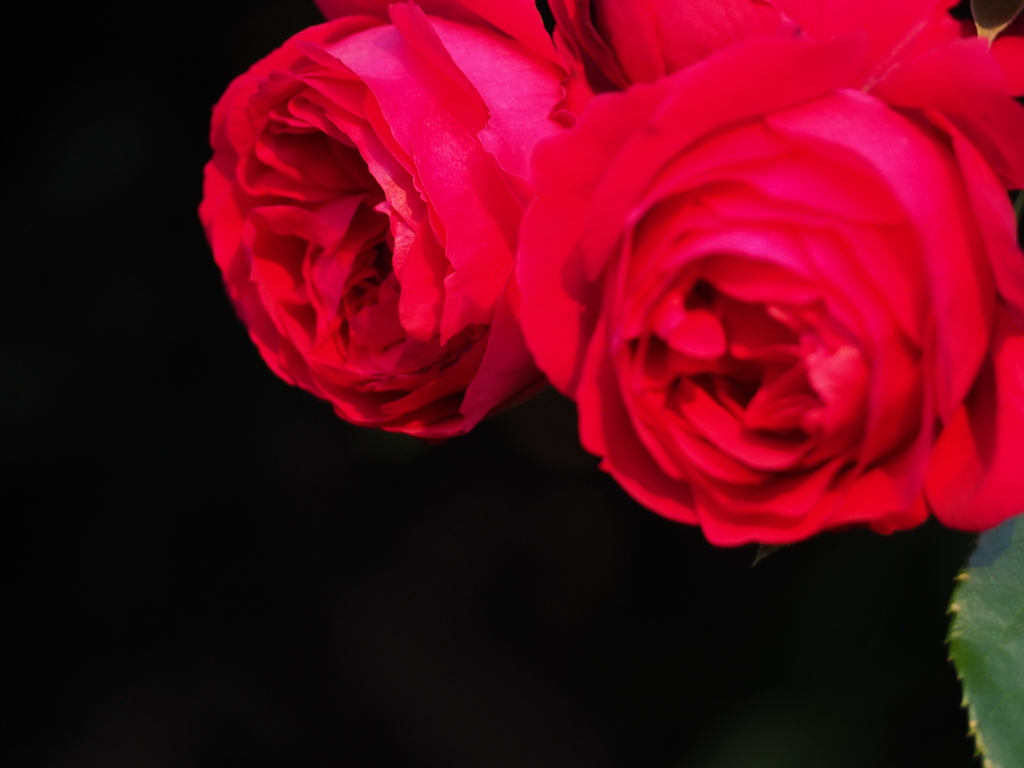深紅の薔薇を君にあげる