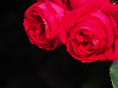 深紅の薔薇を君にあげる