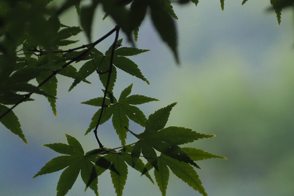 初夏のもみじ