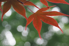 5月の紅いモミジ