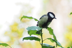 シジュウカラ