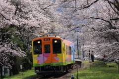 桜トレイン