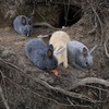  大久野島　うさぎ