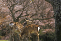 じゃれあい