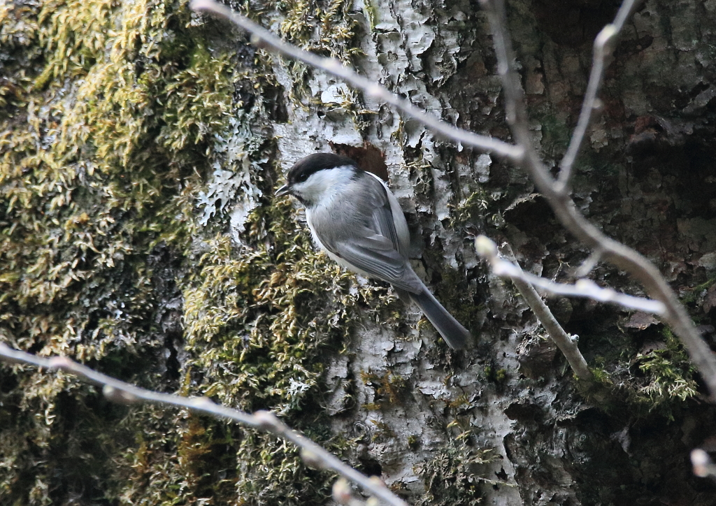 上高地野鳥探索(シジュウカラ)