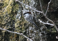 上高地野鳥探索(シジュウカラ)