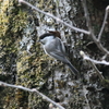 上高地野鳥探索(シジュウカラ)