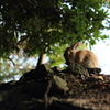  大久野島　うさぎ