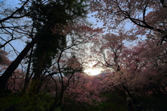 桜に包まれた朝日