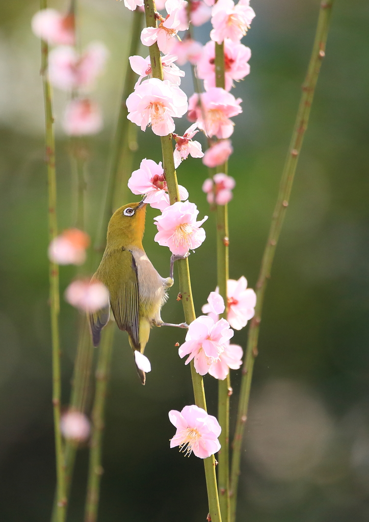 花びらひらり