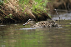 上高地野鳥探索