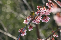 河津桜とメジロ