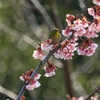 河津桜とメジロ