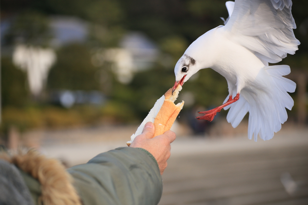 えさやり