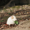  大久野島　うさぎ