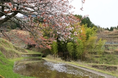 春も終わりが近づく