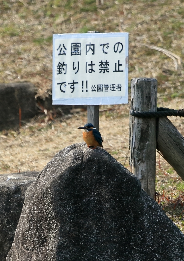 カワセミの訴え