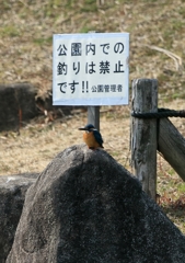 カワセミの訴え