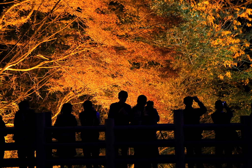 紅葉に照らされて