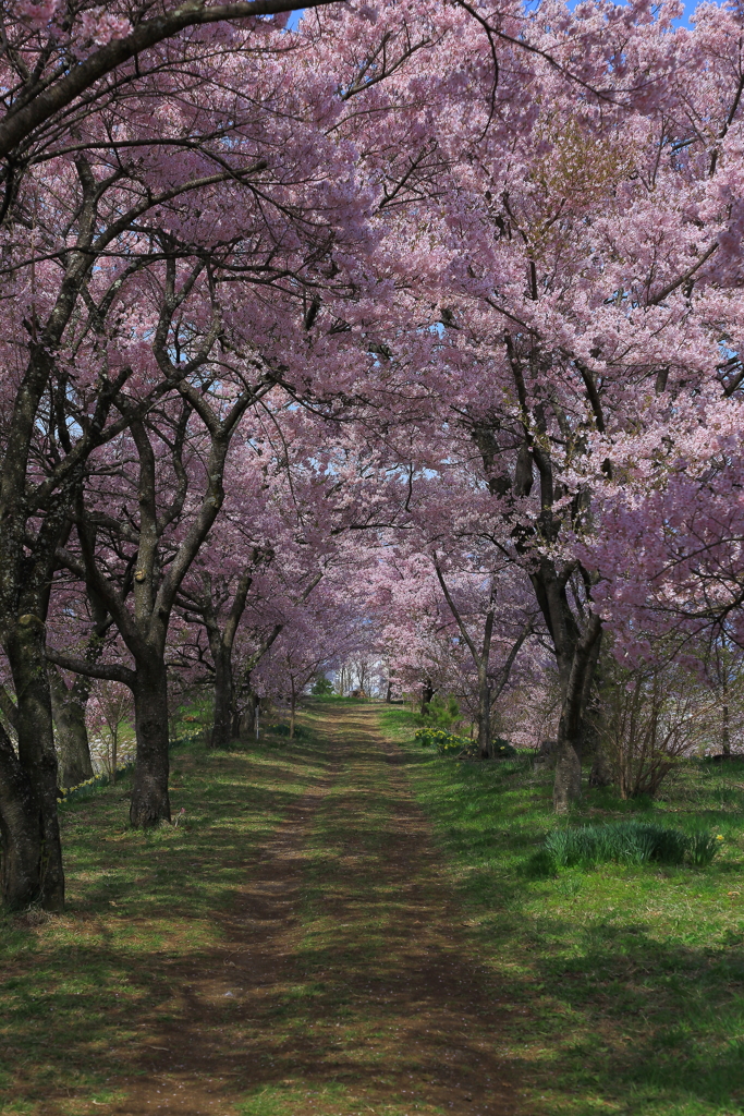 桜の道