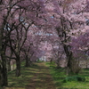 桜の道