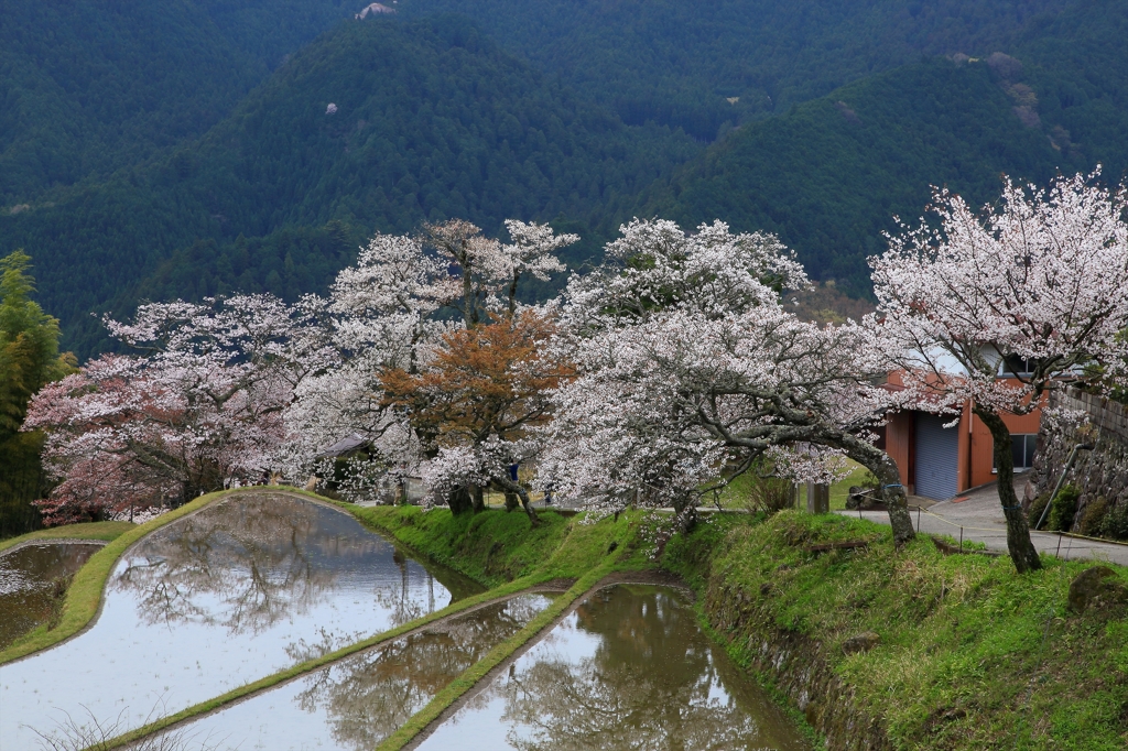 里山の春