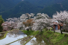 里山の春