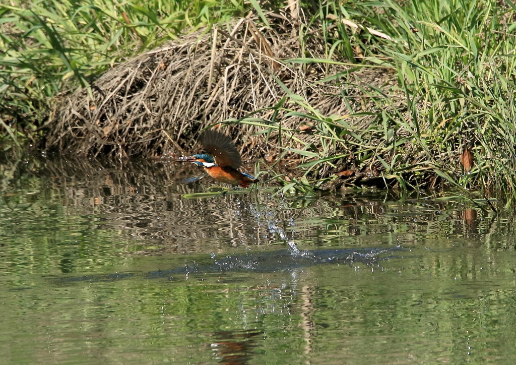 新レンズで初飛び込み！