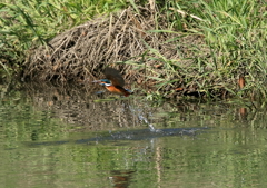 新レンズで初飛び込み！