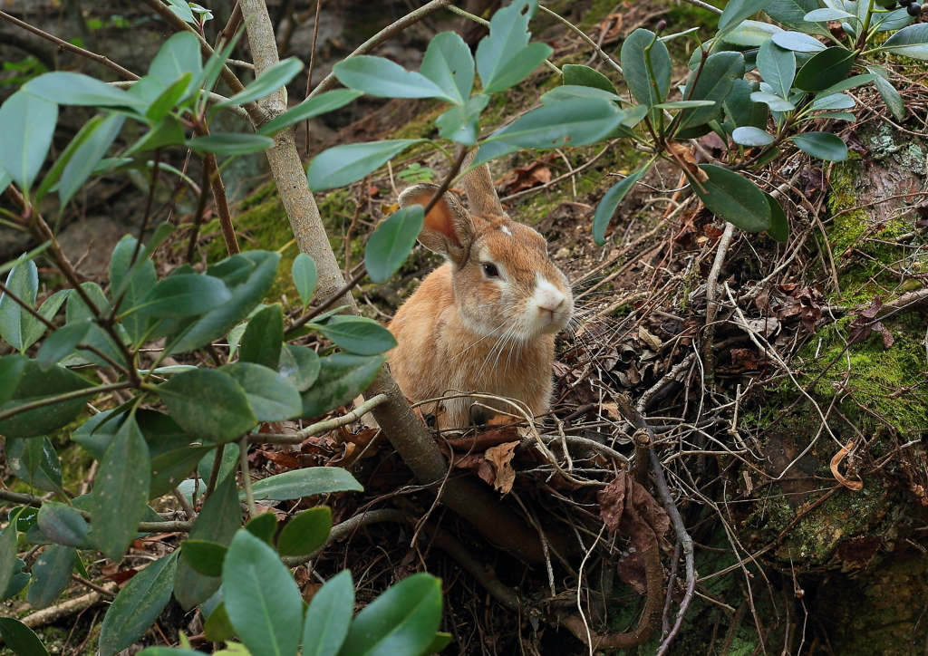  大久野島　うさぎ