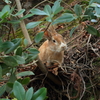  大久野島　うさぎ