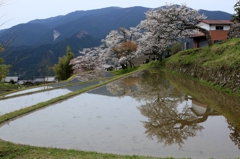 里山の春