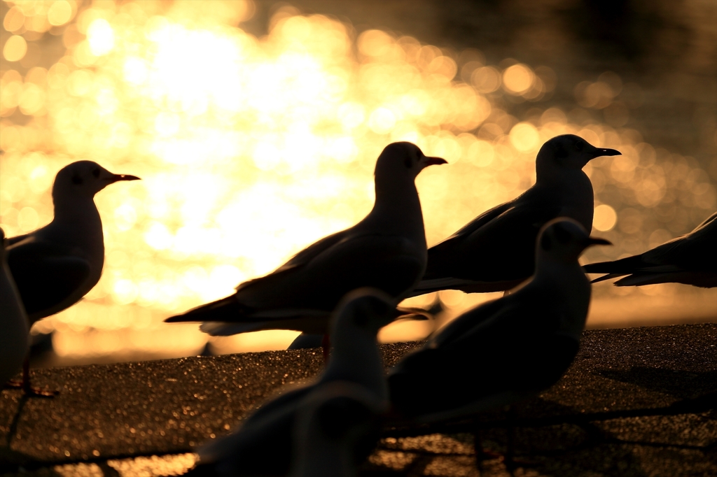 夕日に染まるカモメたち