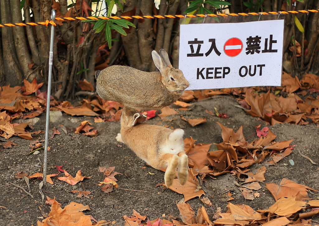  大久野島　うさぎ