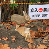  大久野島　うさぎ