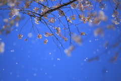 桜の雪